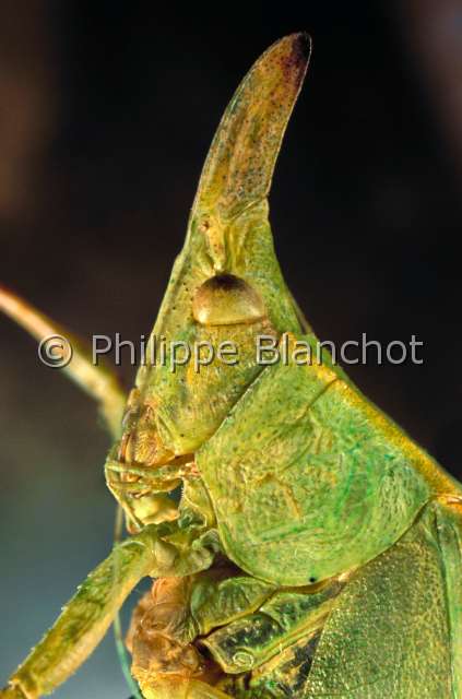 Aegimia sp.JPG - Aegimia sp. (Portrait)Sauterelle PhaneroptereBush cricketOrthopteraTettigonidaePhaneropterinaeMexique